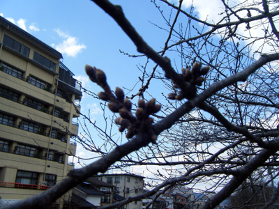 桜の蕾.jpg